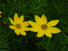 Coreopsis verticillataMeisjesogen bestellen